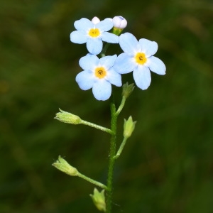 Photographie n°2093740 du taxon Myosotis laxa subsp. cespitosa (Schultz) Hyl. ex Nordh. [1940]