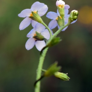 Photographie n°2093741 du taxon Myosotis laxa subsp. cespitosa (Schultz) Hyl. ex Nordh. [1940]