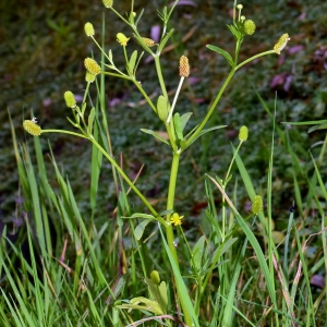 Photographie n°2093745 du taxon Ranunculus sceleratus L. [1753]