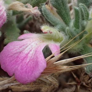 Photographie n°2093753 du taxon Ajuga iva (L.) Schreb. [1773]