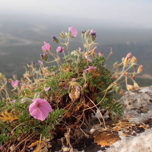 Photographie n°2093768 du taxon Erodium foetidum (L.) L'Hér. [1802]