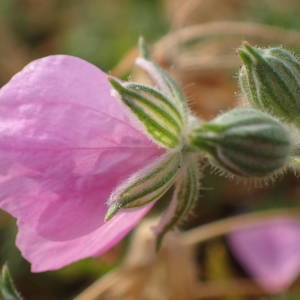 Photographie n°2093773 du taxon Erodium foetidum (L.) L'Hér. [1802]