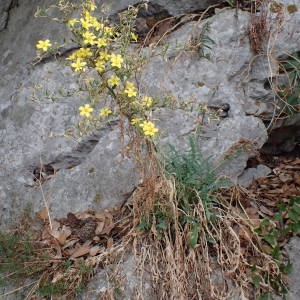 Photographie n°2093774 du taxon Lactuca viminea (L.) J.Presl & C.Presl [1819]