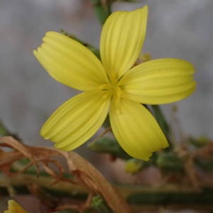 Photographie n°2093779 du taxon Lactuca viminea (L.) J.Presl & C.Presl [1819]