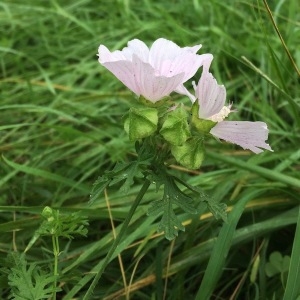 Photographie n°2093809 du taxon Malva moschata L. [1753]