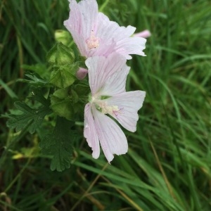 Photographie n°2093812 du taxon Malva moschata L. [1753]