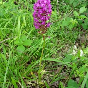 Photographie n°2093829 du taxon Anacamptis pyramidalis var. pyramidalis 