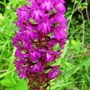 Photographie n°2093830 du taxon Anacamptis pyramidalis var. pyramidalis 