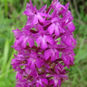 Photographie n°2093831 du taxon Anacamptis pyramidalis var. pyramidalis 