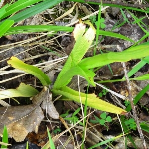 Photographie n°2093832 du taxon Anacamptis pyramidalis var. pyramidalis 