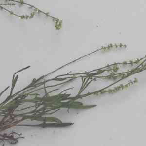 Photographie n°2093848 du taxon Rumex acetosella L. [1753]