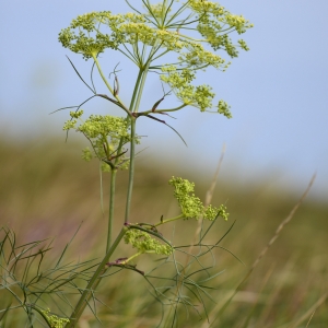 Photographie n°2093852 du taxon Peucedanum officinale L. [1753]