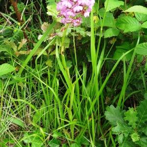 Photographie n°2093858 du taxon Anacamptis pyramidalis var. pyramidalis 