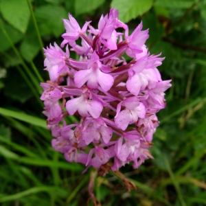 Photographie n°2093859 du taxon Anacamptis pyramidalis var. pyramidalis 