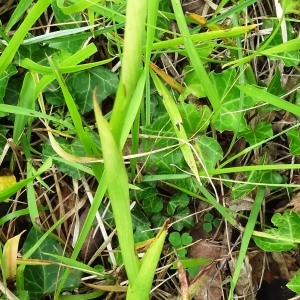 Photographie n°2093860 du taxon Anacamptis pyramidalis var. pyramidalis 