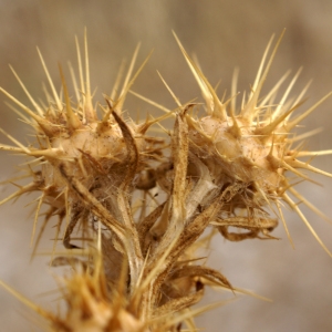 Photographie n°2093870 du taxon Centaurea melitensis L. [1753]