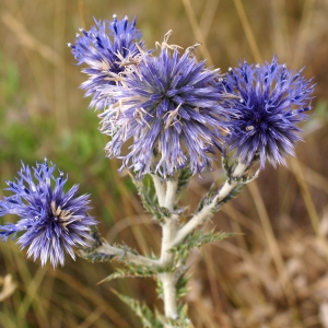 Photographie n°2093877 du taxon Echinops ritro L. [1753]