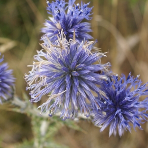 Photographie n°2093879 du taxon Echinops ritro L. [1753]