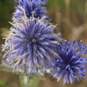 Photographie n°2093880 du taxon Echinops ritro L. [1753]