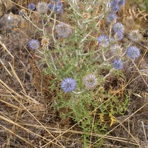 Photographie n°2093882 du taxon Echinops ritro L. [1753]