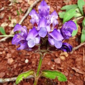 Photographie n°2093888 du taxon Prunella hastifolia Brot. [1804]