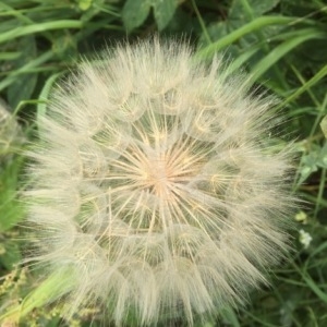 Photographie n°2093891 du taxon Tragopogon dubius Scop. [1772]