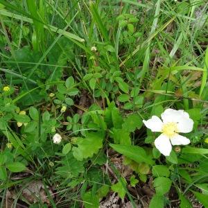 Photographie n°2093939 du taxon Rosa arvensis Huds. [1762]