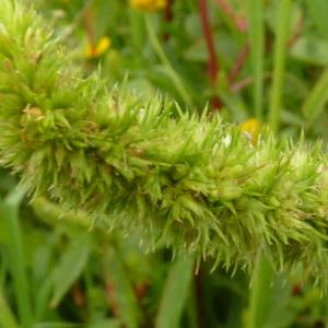 Photographie n°2093945 du taxon Amaranthus hybridus L. [1753]