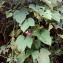  Florent Beck - Ipomoea indica (Burm.) Merr.