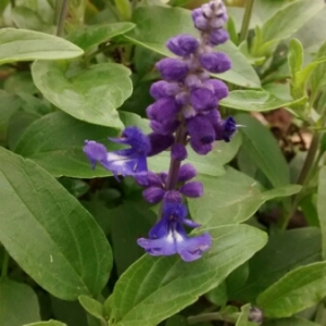 Photographie n°2093984 du taxon Salvia farinacea Benth. [1834]