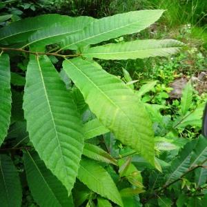 Photographie n°2093986 du taxon Castanea sativa Mill.