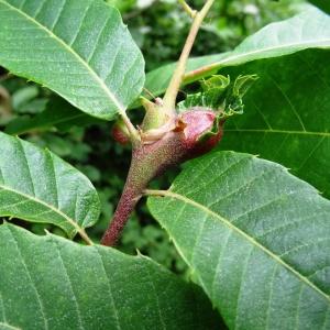 Photographie n°2093993 du taxon Castanea sativa Mill.