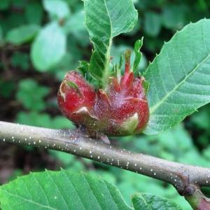 Photographie n°2093994 du taxon Castanea sativa Mill.