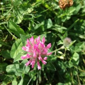 Photographie n°2094007 du taxon Trifolium pratense L. [1753]