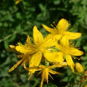 Photographie n°2094037 du taxon Hypericum perforatum L. [1753]