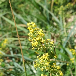 Photographie n°2094069 du taxon Galium verum L. [1753]