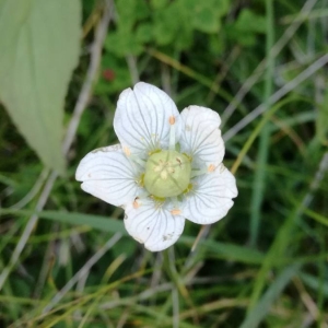 Photographie n°2094082 du taxon Parnassia palustris L. [1753]