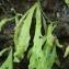  Titouan LORIEUL - Pinguicula longifolia Ramond ex DC. [1805]