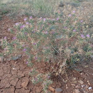 Photographie n°2094127 du taxon Centaurea calcitrapa L. [1753]