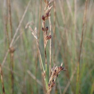 Photographie n°2094134 du taxon Juncus inflexus L. [1753]