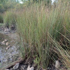 Photographie n°2094135 du taxon Juncus inflexus L. [1753]