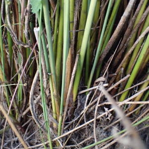Photographie n°2094136 du taxon Juncus inflexus L. [1753]