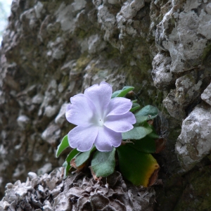 Photographie n°2094194 du taxon Primula allionii Loisel. [1809]