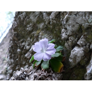 Primula allionii Loisel. (Primevère d'Allioni)