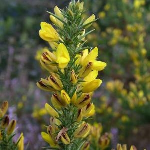 Photographie n°2094207 du taxon Ulex minor Roth [1797]