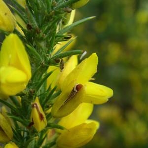 Photographie n°2094209 du taxon Ulex minor Roth [1797]