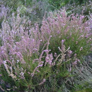 Photographie n°2094211 du taxon Calluna vulgaris (L.) Hull [1808]