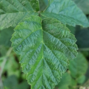 Photographie n°2094213 du taxon Rubus caesius L. [1753]