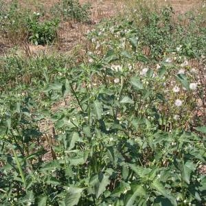 Photographie n°2094243 du taxon Solanum nigrum L. [1753]