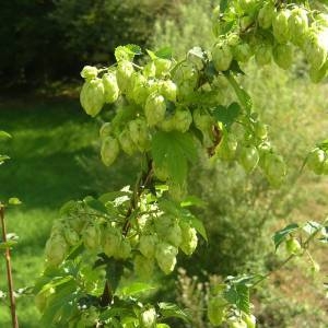 Photographie n°2094251 du taxon Humulus lupulus L. [1753]